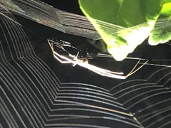 Tetragnatha laboriosa