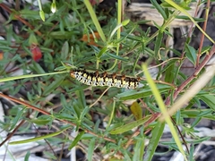 Phalaenoides tristifica