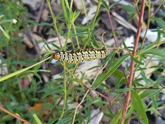 Phalaenoides tristifica