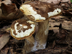 Xanthoconium affine reticulatum