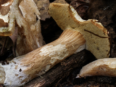 Xanthoconium affine reticulatum