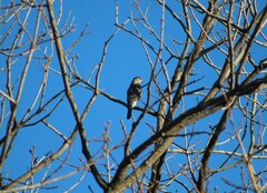 Accipiter striatus