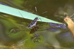 Limnogonus fossarum gilguy