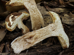 Xanthoconium affine reticulatum
