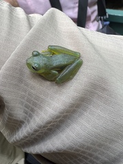 Espadarana prosoblepon