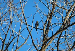 Accipiter striatus