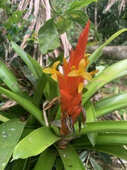 Guzmania berteroniana