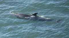 Delphininae