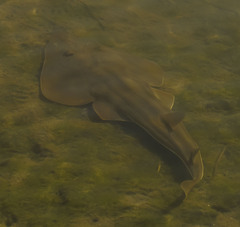 Pseudobatos productus