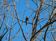 Accipiter striatus