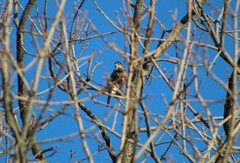 Accipiter striatus