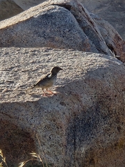 Rhopospina alaudina