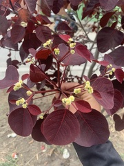 Euphorbia cotinifolia