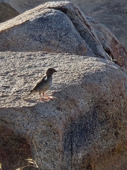 Rhopospina alaudina