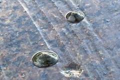 Siphonaria naufragum