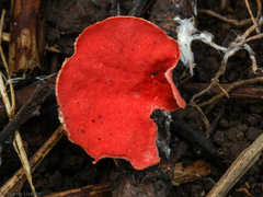 Sarcoscypha occidentalis