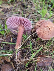 Laccaria amethysteo-occidentalis