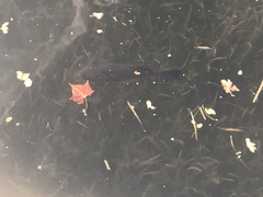 Micropterus floridanus