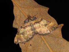 Earophila badiata