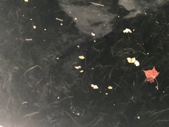 Micropterus floridanus