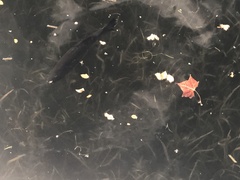 Micropterus floridanus