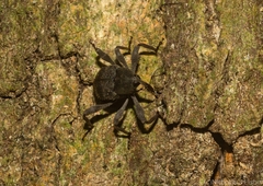 Onidistus araneus