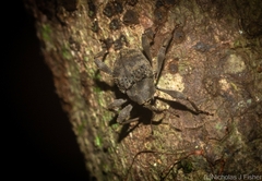 Onidistus araneus