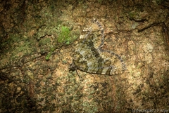 Heterochasta lasioplaca