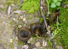 Cyanophyceae