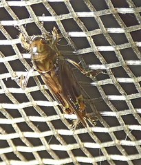 Tridactylidae