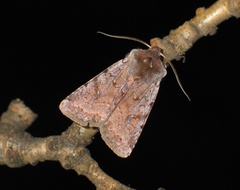 Cerastis rubricosa