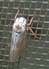 Tretogonia