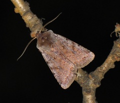 Cerastis rubricosa