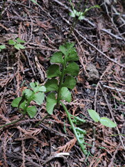 Botrychium crenulatum