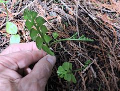 Botrychium crenulatum