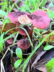 Marasmius plicatulus