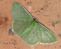 Nemoria dentilinea