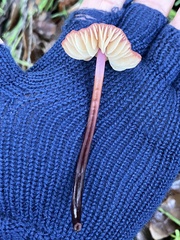 Marasmius plicatulus