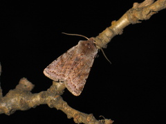 Cerastis rubricosa