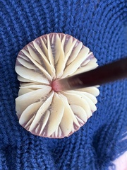 Marasmius plicatulus