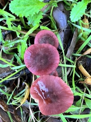 Marasmius plicatulus