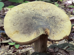 Retiboletus griseus
