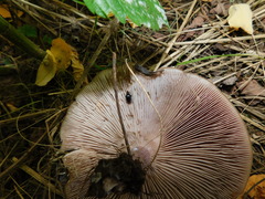 Scaphium immaculatum