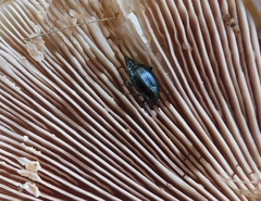 Scaphium immaculatum