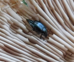 Scaphium immaculatum