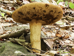 Retiboletus griseus