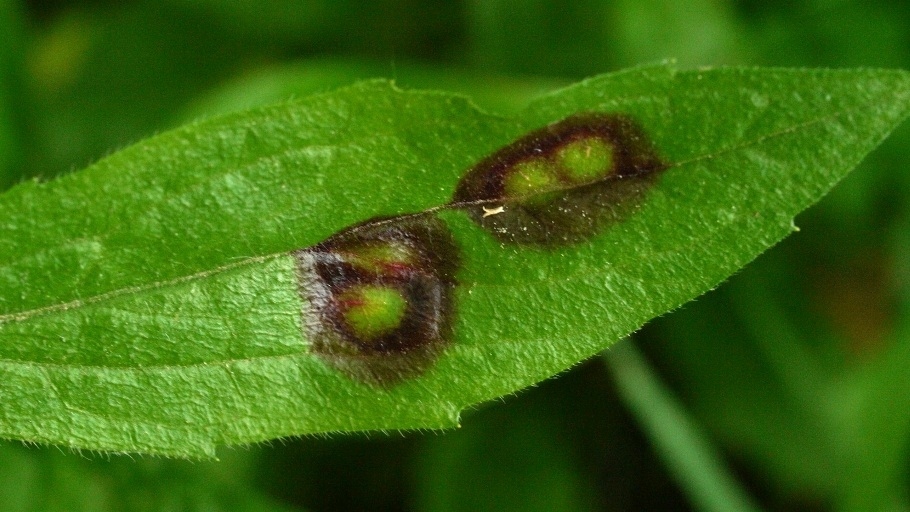Asteromyia modesta