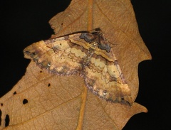 Earophila badiata