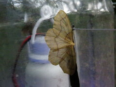 Lambdina fiscellaria