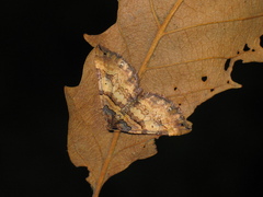 Earophila badiata